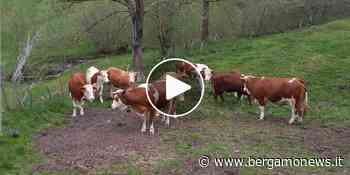 Siccità negli alpeggi bergamaschi: “Non c’è acqua, l’erba è secca e le mucche mangiano meno” - BergamoNews.it