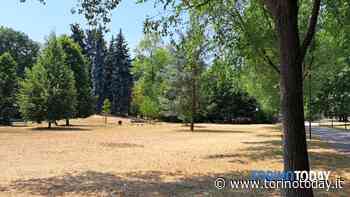 A Torino parchi, giardini e aiuole si tingono di giallo: non piove e la natura soffre - TorinoToday