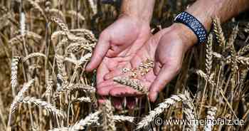 Deutsche Bahn plant «Getreidebrücke» aus der Ukraine - Wirtschaft - Rheinpfalz.de