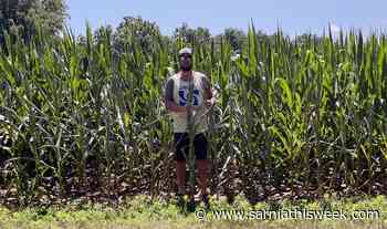 'Crunch time' for area farmers following dry summer - Sarnia and Lambton County This Week