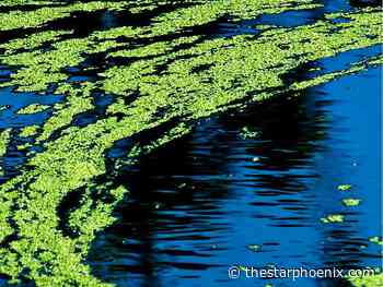 Blue-green algae at Little Manitou Lake prompts public advisory from Sask. Health Authority - Saskatoon Star-Phoenix