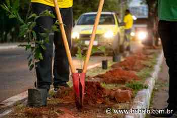 Juazeiro do Norte distribui quase mil mudas em junho - badalo.com.br