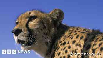 Cheetahs to prowl India for first time in 70 years