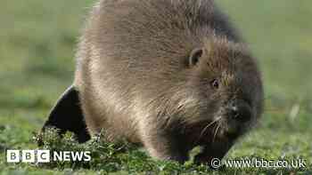 Beaver protection fears after law delay in England