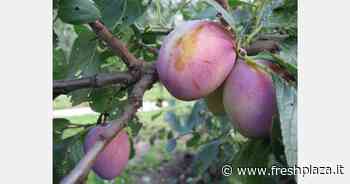 "Quest'anno il raccolto di susine sarà al 60 per cento" - Freshplaza.it
