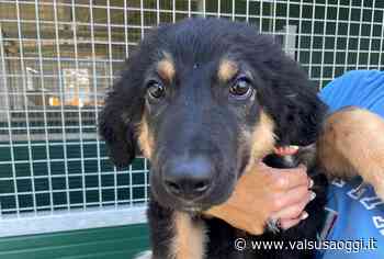VALSUSA, CHI VUOLE ADOTTARE 6 CUCCIOLI DI CANE? AL CANILE CENTO CODE DI SANT'ANTONINO DI SUSA - ValsusaOggi