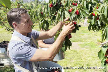 Okanagan migrant farm worker advocates not happy with Trudeau's tour stops - Ashcroft Cache Creek Journal