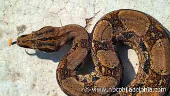 15-Foot Snake Shot Dead by Police After Nearly Strangling Lehigh Valley Man - NBC 10 Philadelphia