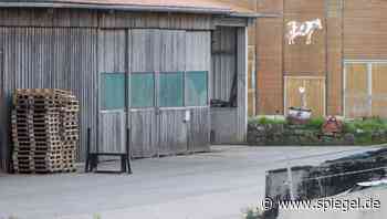 Urteil in Ansbach: Rund 160 Rinder in Stall verendet – Landwirt zu Bewährungsstrafe verurteilt - DER SPIEGEL