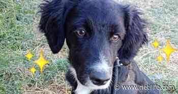 Aiutiamo il cagnolino Nerone a trovare una nuova famiglia - Rieti Life