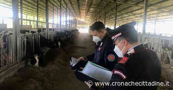 Rieti. Iniziati i controlli dei Carabinieri negli allevamenti di bovini. Interessati i Comuni di Rieti, Borbona, Greccio, Longone Sabino e Monte San Giovanni in Sabina - Cronache Cittadine