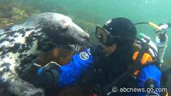 WATCH:  Diver gets seal-iously cute underwater cuddle