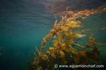Could BC's kelp be the next big thing in emissions removal? - Squamish Chief