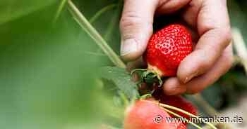 Niedrigste Erdbeerernte seit 24 Jahren erwartet