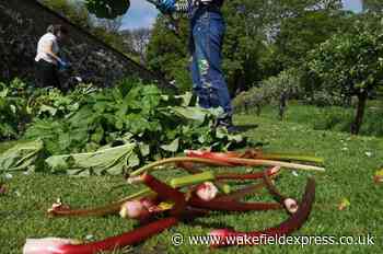 Nostell launches ice cream made with Wakefield rhubarb for Yorkshire Day - Wakefield Express