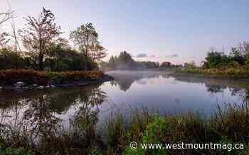 Saving an ecological jewel on the island of Montreal - Westmount Magazine