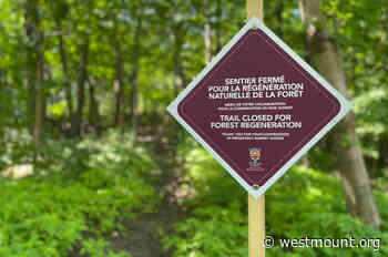 Dedicated trails for walking in Summit Woods - City of Westmount - Ville de Westmount
