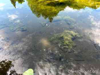 Maintenance of the pond in Westmount Park starting July 25 - City of Westmount - Ville de Westmount