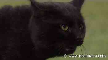 Rabies Alert Issued for Portion of Davie After Cat Tests Positive