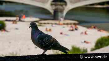 Taube in Heidelberg den Kopf abgerissen: Geldstrafe - SWR Aktuell