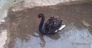 SALVATO IL CIGNO NERO CHE VAGAVA SUL LITORALE DI FORMIA - Latina Tu