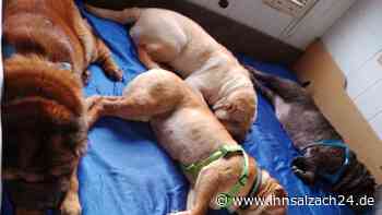 Neun Hunde bei Hitze in Wohnmobil gelassen? Das sagt ihr Herrchen