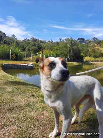 Evento de Adoção de Animais na Praça dos Romeiros em Cotia acontece no sábado, 23 - Correio Paulista