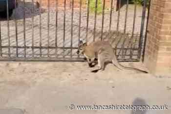 Watch: Wallaby spotted in Hesketh Bank village during heatwave