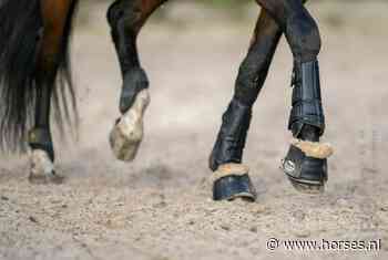 Voormalig Europees ponykampioene Phoebe Peters naar Van Olst - Horses.nl