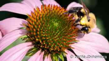 Midland weeds for the bees