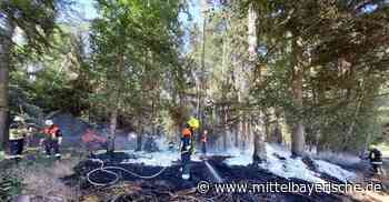 Schweighauser Forst: Hitze fordert Tausende Quadratmeter Wald - Landkreis Regensburg - Nachrichten - Mittelbayerische Zeitung
