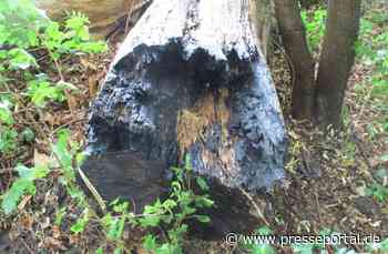 POL-HI: Einzelner Baumstumpf brennt an der B 243