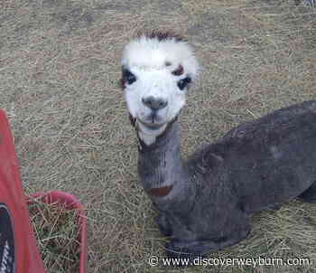 Weyburn Therapeutic Animal Park seeks donations - DiscoverWeyburn.com