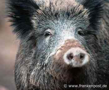 Wildschweine verursachen Unfall - B 85: Autos überrollen Frischlinge - Frankenpost