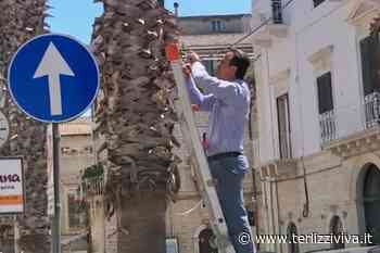 Cavo elettrico penzolante: arriva il Consigliere Ruggiero e mette a posto le cose (VIDEO) - TerlizziViva