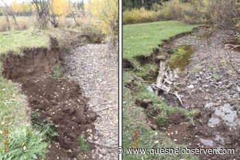 Audit finds extensive damage to fish stream northwest of Quesnel by cattle - Quesnel - Cariboo Observer