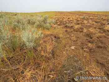 Saskatchewan’s farmland is caught between profit and habitat - The Narwhal