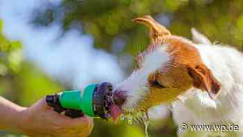 Siegen: So können Hundehalter ihre Tiere vor Hitze schützen - WP News