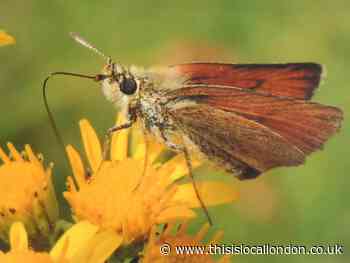Nature Notes: An afternoon's nature watch