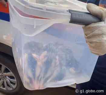 Dois gambás-de-orelha-branca são capturados pela Defesa Civil em Capivari - Globo.com