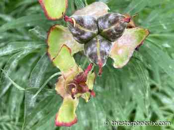 Gardening: How to prevent powdery mildew disease on outdoor plants