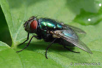 Paese invaso dalle mosche: interviene il sindaco - Prima Merate