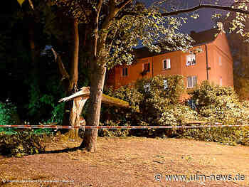 Blitzschlag lässt in Neu-Ulm großen Baum auf Haus kippen