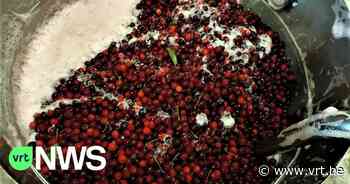 Het brouwen van kriekenbier is begonnen in Oudenaarde: "De krieken zijn kleiner, maar intenser van smaak" - Vlaamse Radio- en Televisieomroeporganisatie