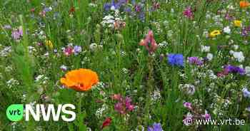 In Oudenaarde maaien ze ook in juni nog niet - Vlaamse Radio- en Televisieomroeporganisatie