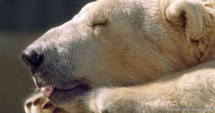 Zunge in Konservendose festgeklemmt: Eisbärin gerettet
