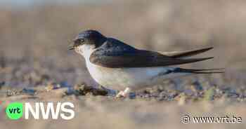 Zwaluwkolonie bij zinkbedrijf Nyrstar in Balen moet verhuizen - Vlaamse Radio- en Televisieomroeporganisatie