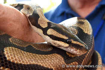 B.C. teacher disciplined for bringing 3-foot snake to middle school as costume prop
