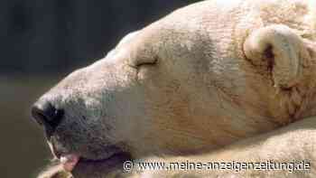 Zunge in Konservendose festgeklemmt: Eisbärin gerettet