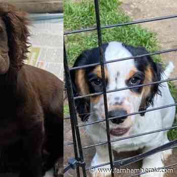 Police appeal after two puppies stolen from Farnham home last weekend | farnhamherald.com - Farnham Herald